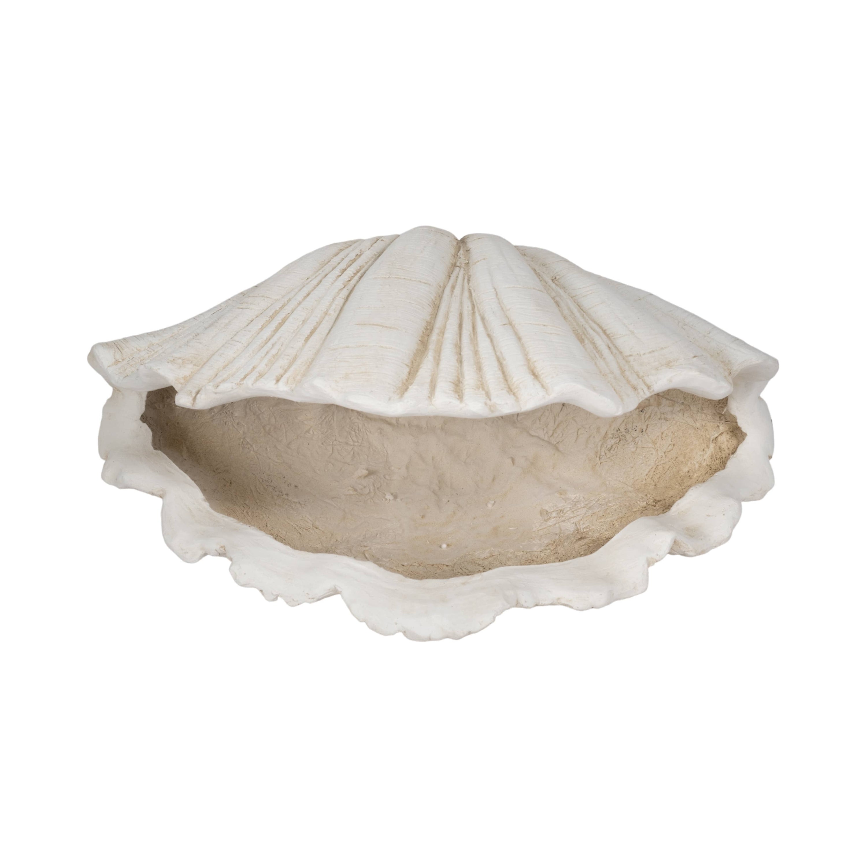 Coastal Scallop Shell
