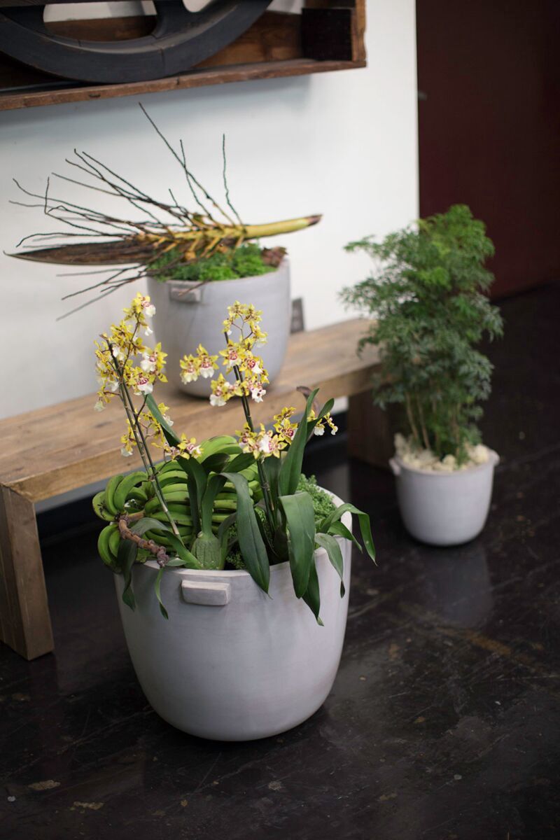 Rosalia Pot