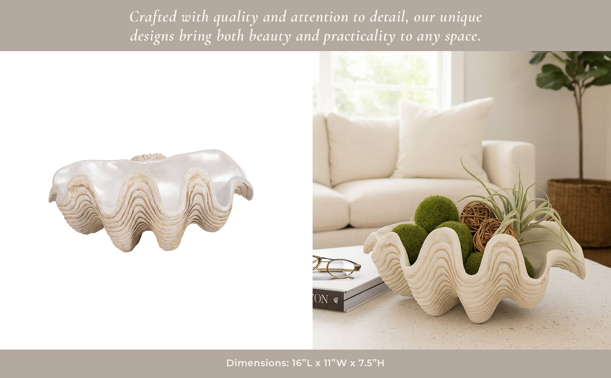 Coastal Muse Clam