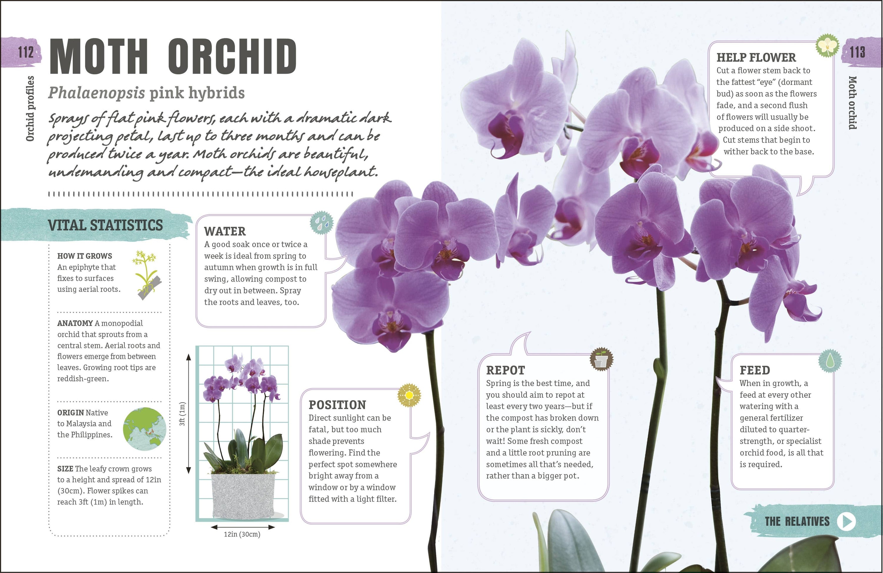 Happy Orchid - Salt & Creek