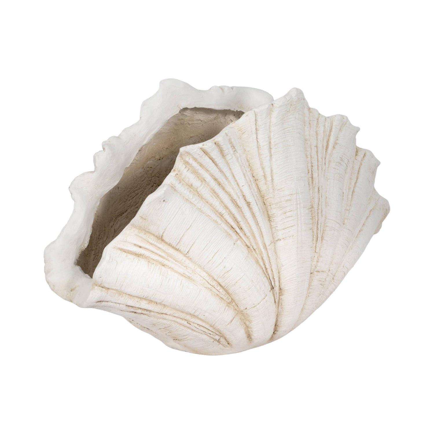 Coastal Scallop Shell