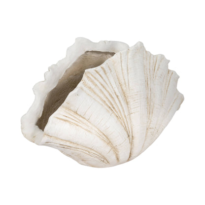 Coastal Scallop Shell