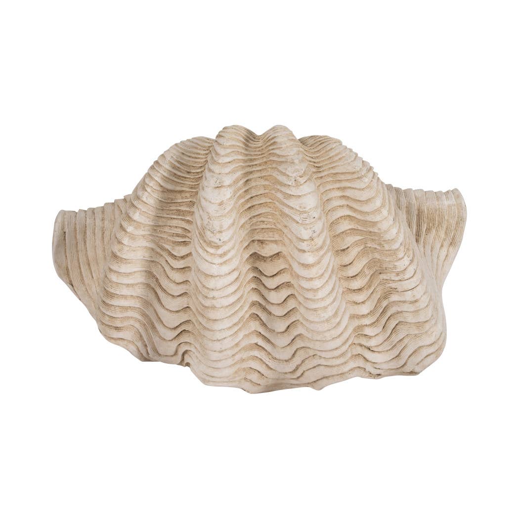 Coastal Muse Clam