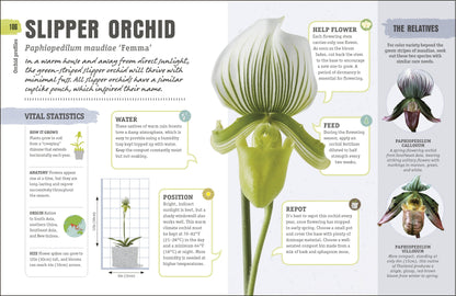 Happy Orchid - Salt &amp; Creek