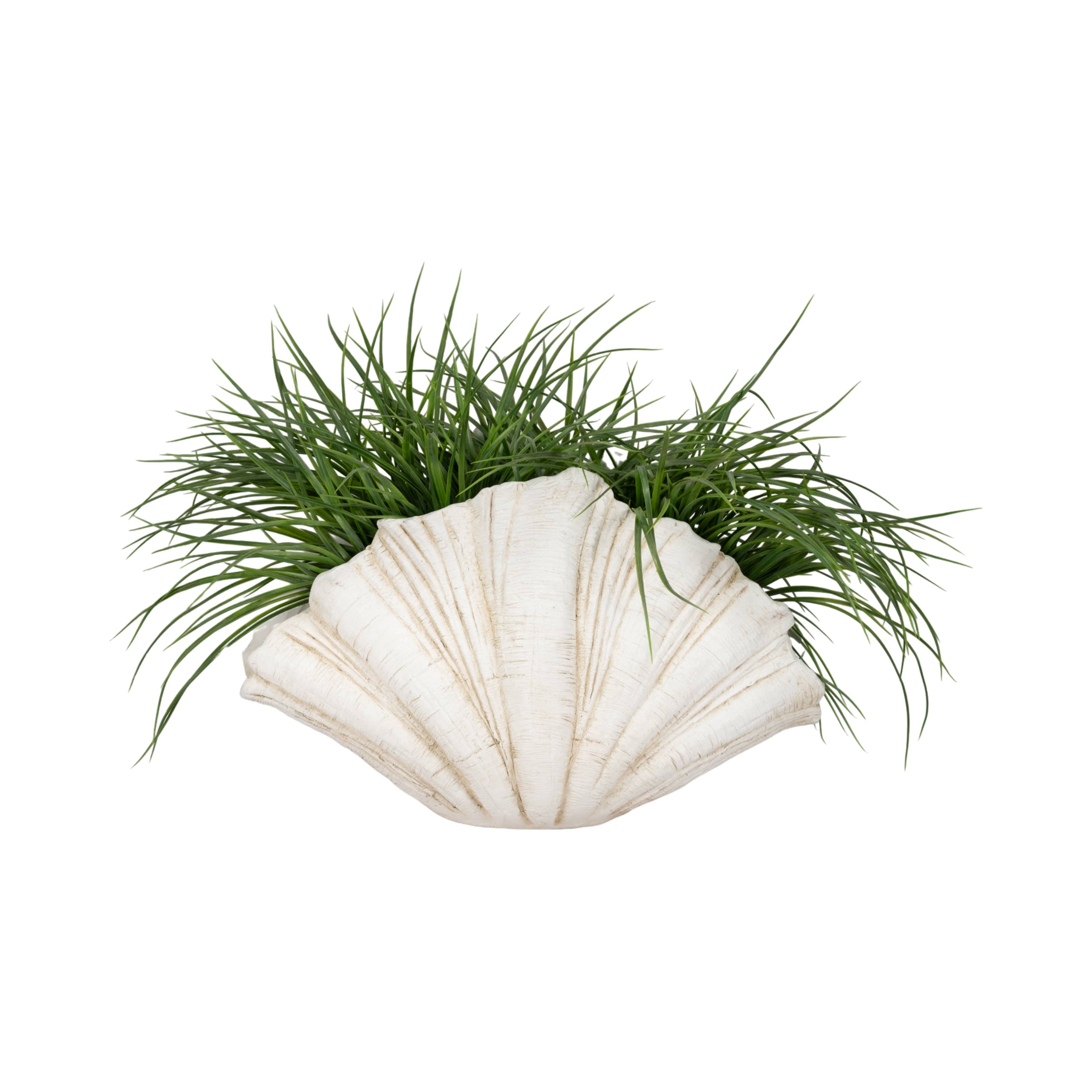 Coastal Scallop Shell