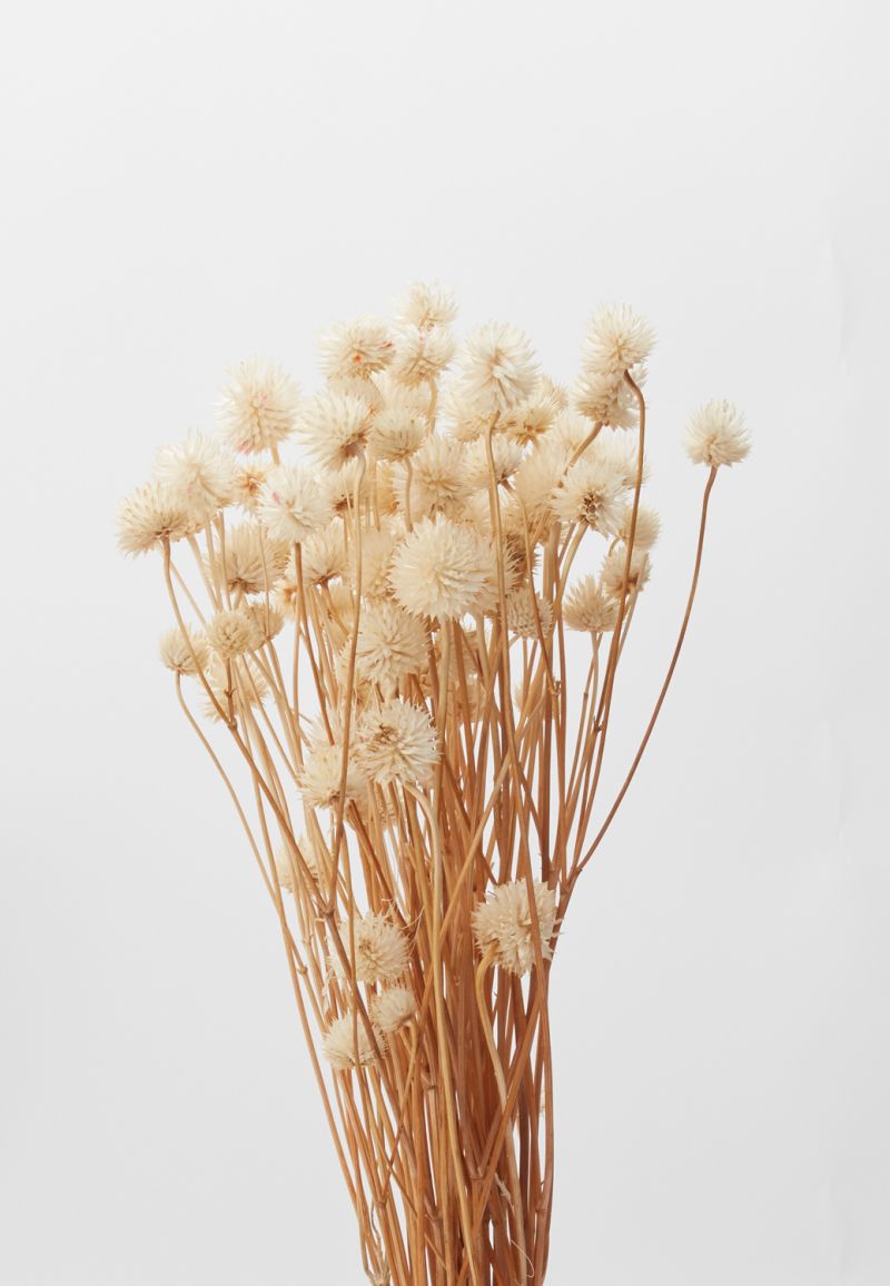 Dried Eryngium - Salt &amp; Creek