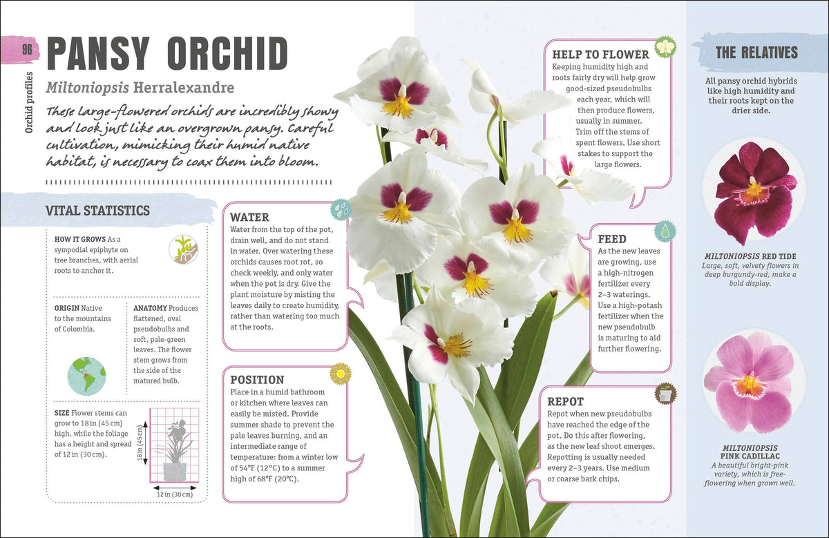 Happy Orchid - Salt &amp; Creek