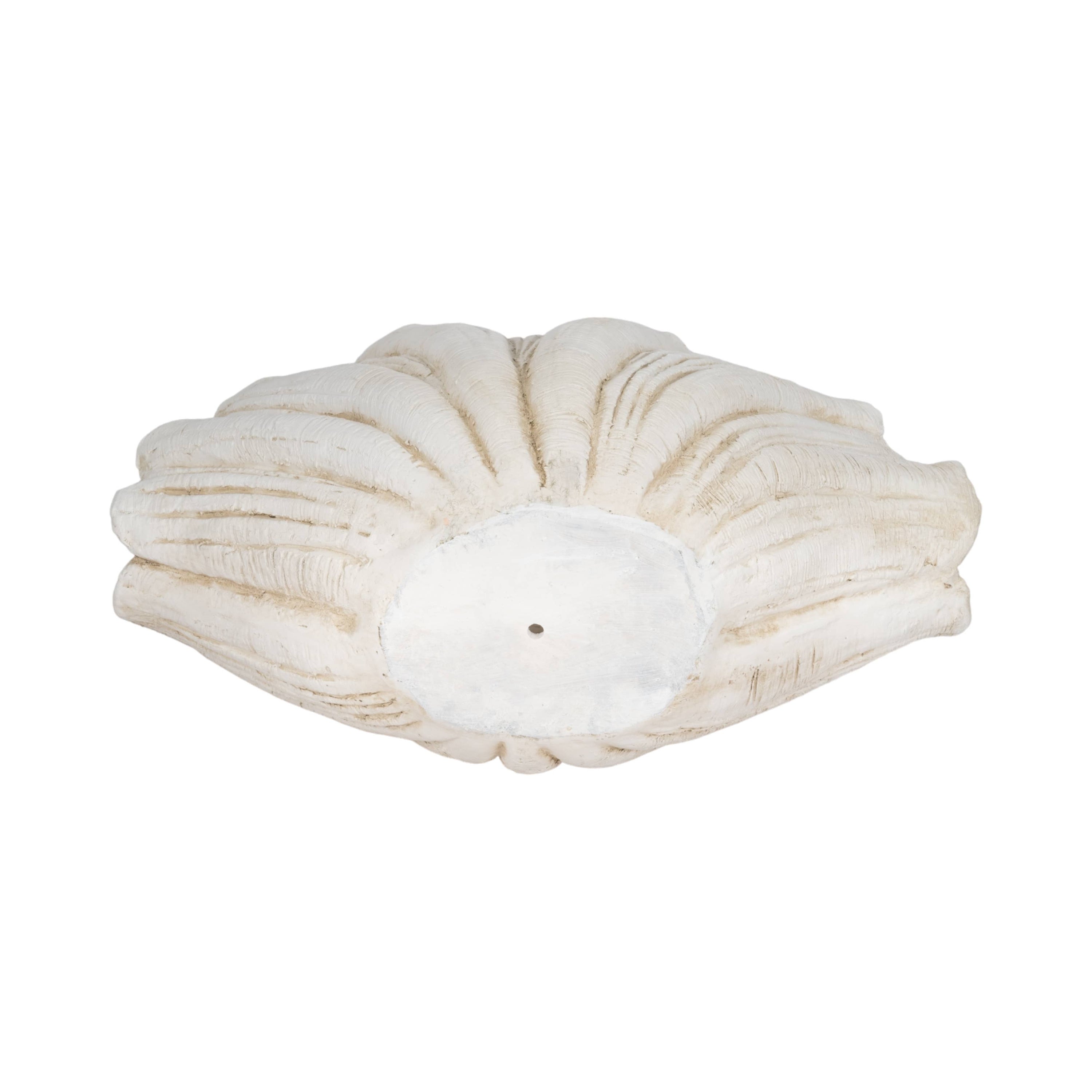 Coastal Scallop Shell