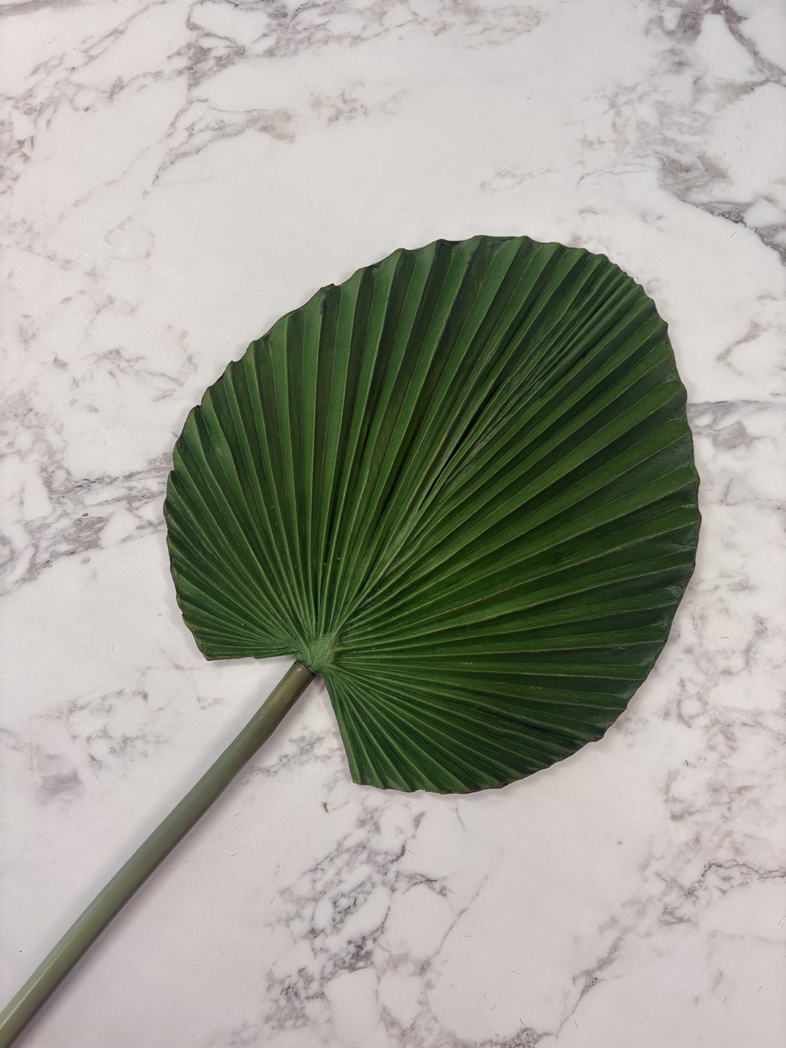 Fan Palm