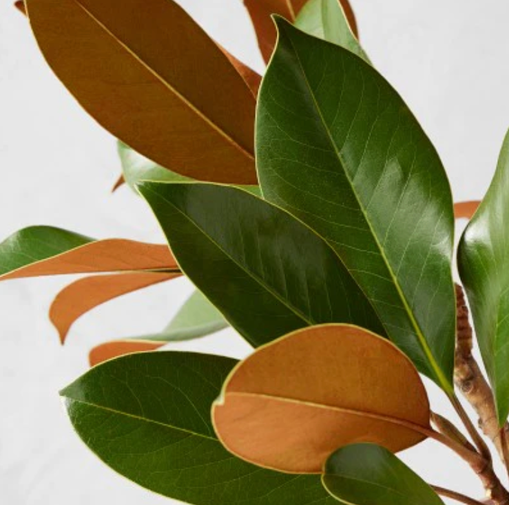 Magnolia Leaf Branch