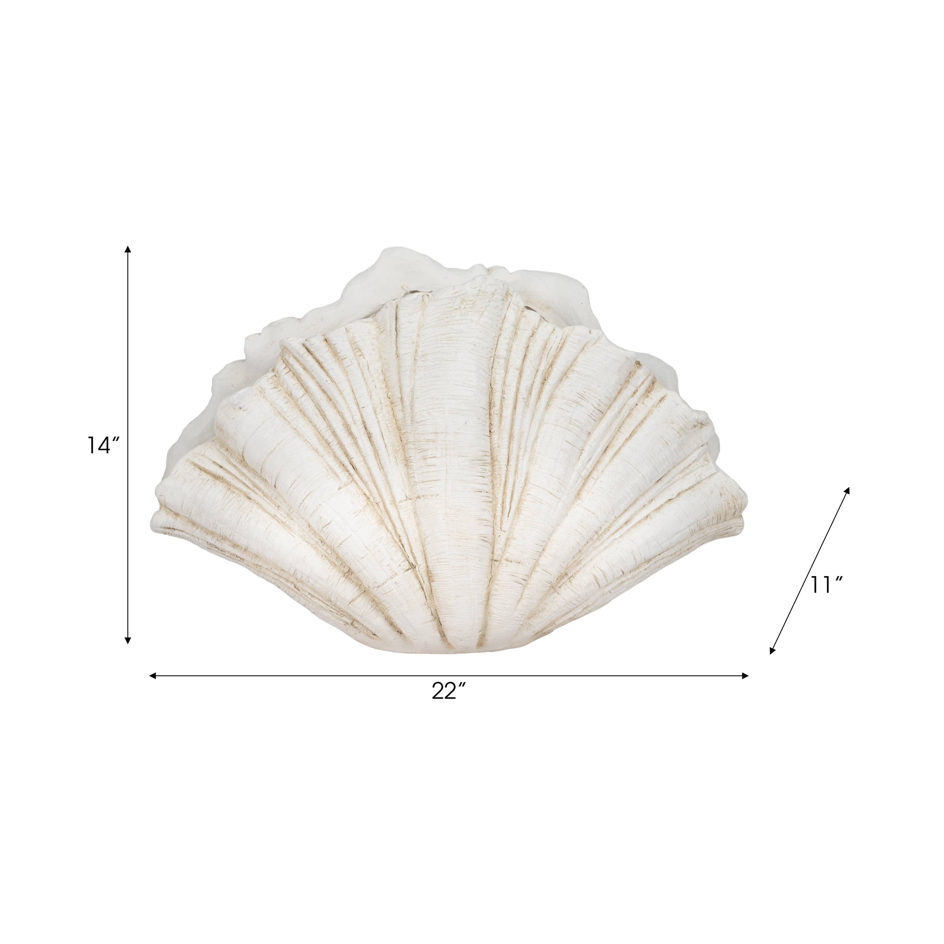 Coastal Scallop Shell