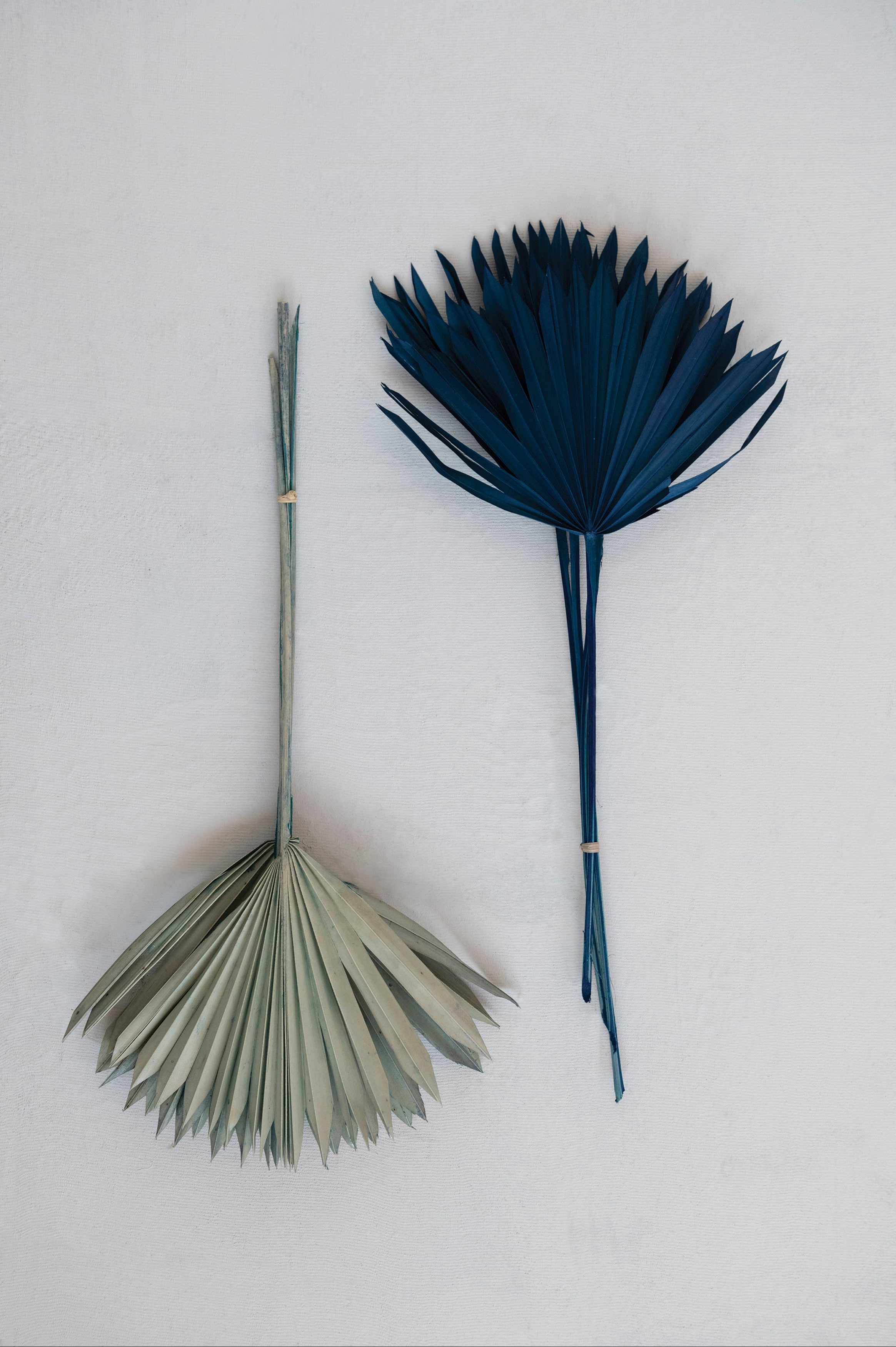 Sun Cut Palm Bunch - Salt &amp; Creek
