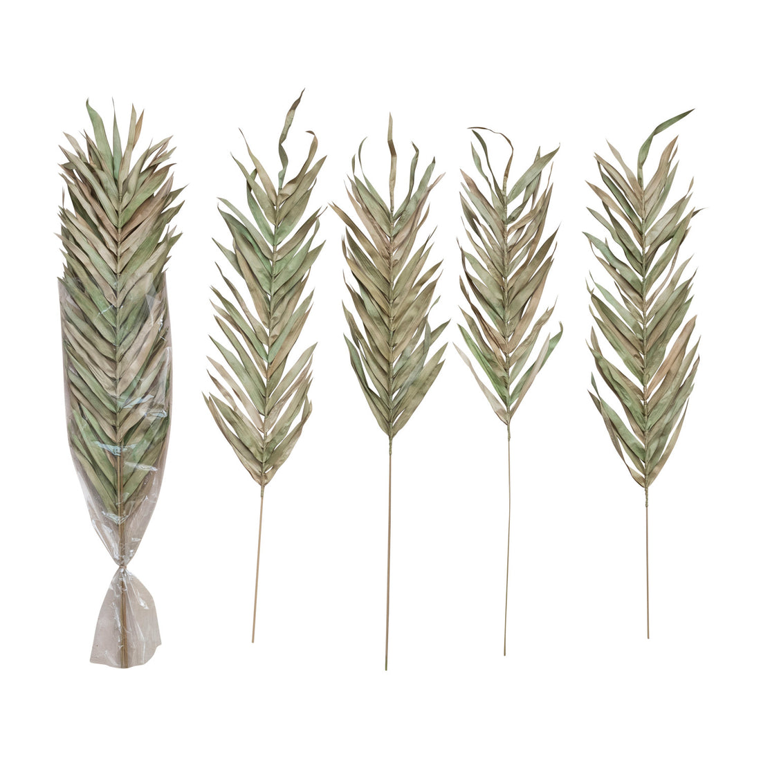 Dried Natural Fountain Palm Bunch, Sage Color, Set of 4