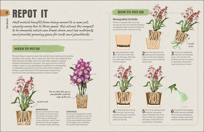 Happy Orchid - Salt &amp; Creek