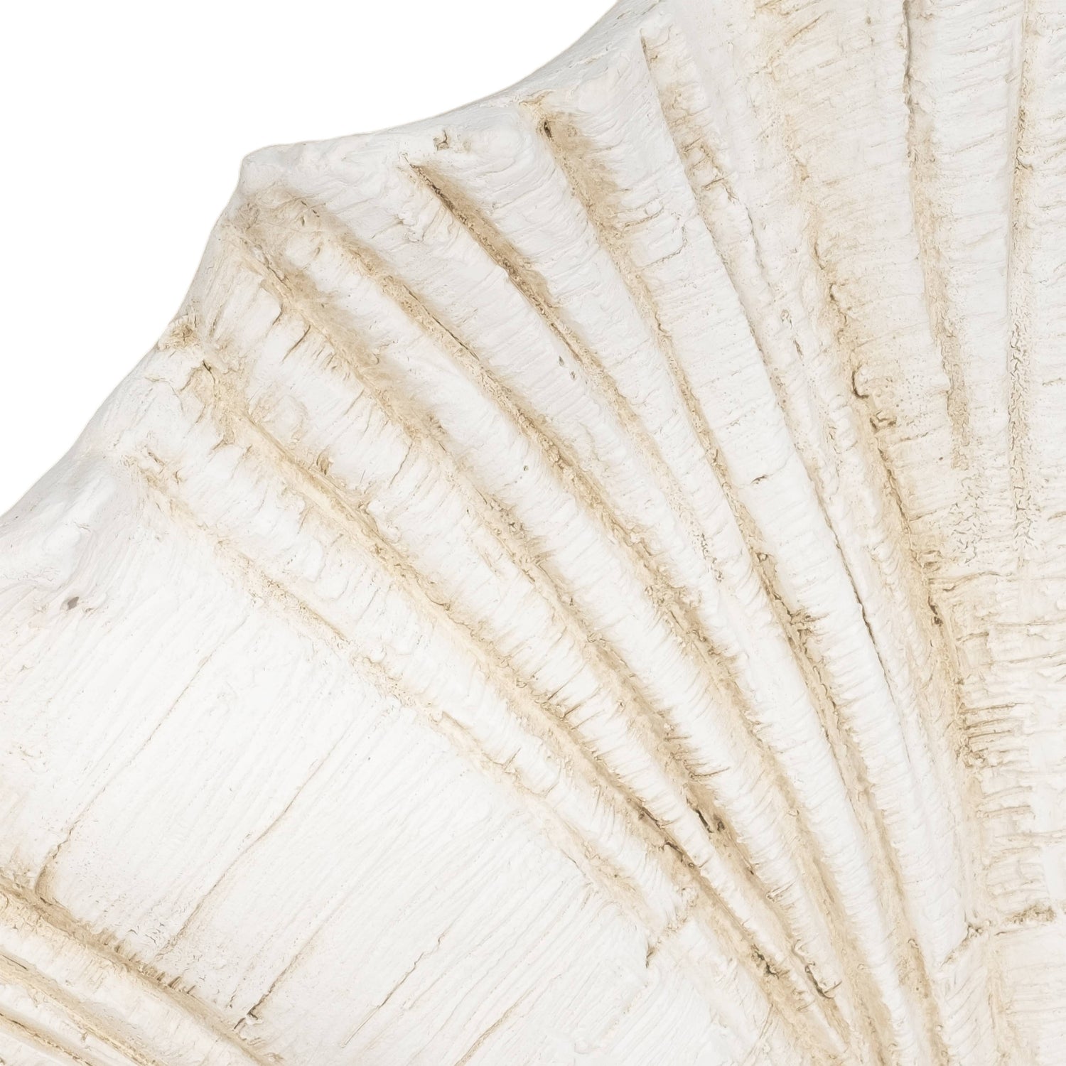 Coastal Scallop Shell