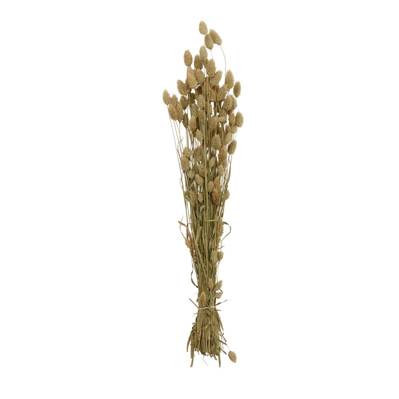 Dried Phalaris