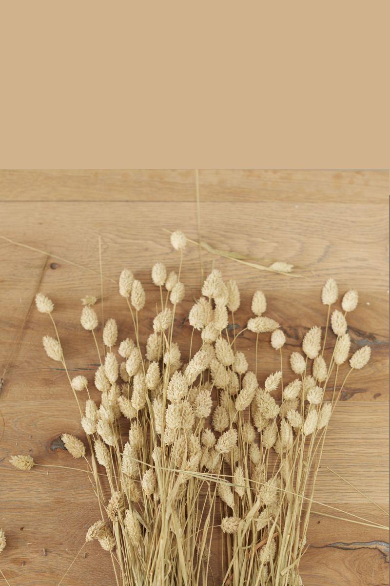 Dried Phalaris